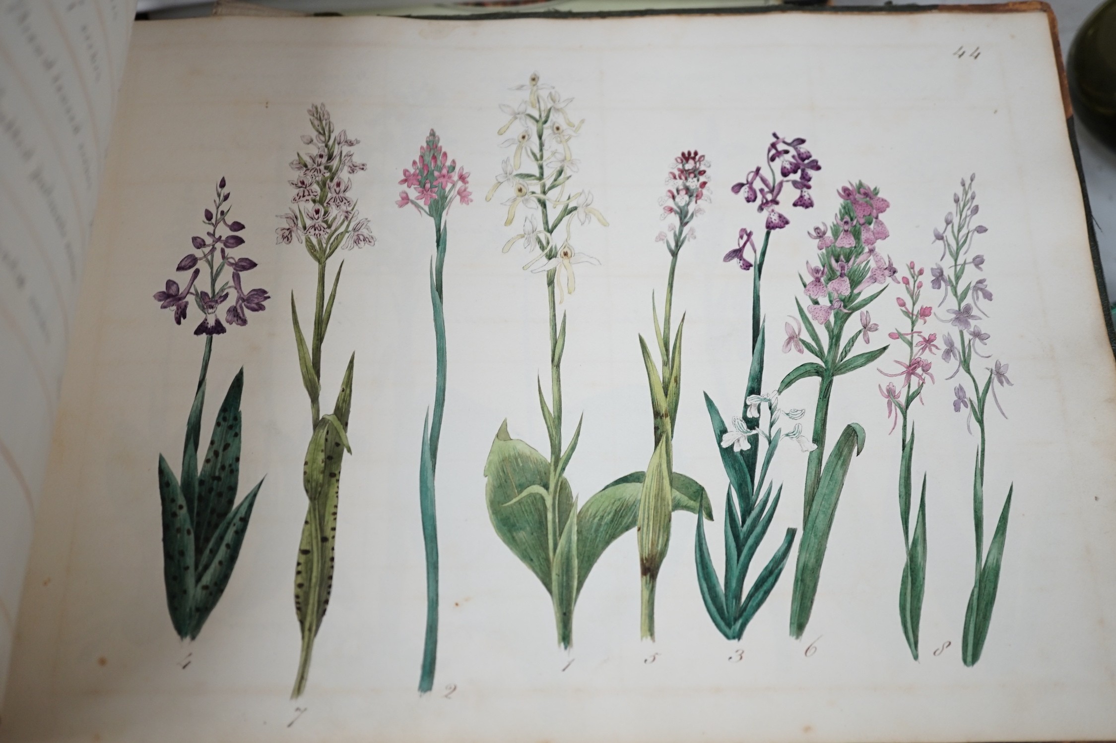 An early 19th century sketch book - wild birds and flowers, all indexed and described